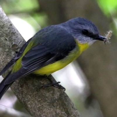 Eopsaltria australis (Eastern Yellow Robin) at ANBG - 6 Nov 2019 by RodDeb