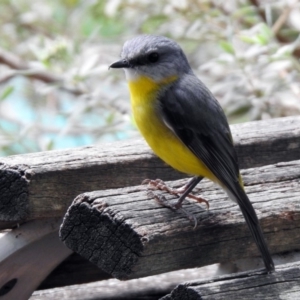 Eopsaltria australis at Acton, ACT - 6 Nov 2019