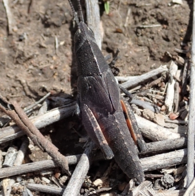 Goniaea opomaloides (Mimetic Gumleaf Grasshopper) at Mount Painter - 4 Nov 2019 by CathB