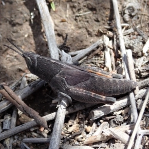 Goniaea opomaloides at Dunlop, ACT - 4 Nov 2019