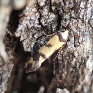 Olbonoma triptycha at Dunlop, ACT - 4 Nov 2019 03:38 PM