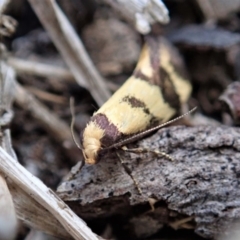 Olbonoma triptycha at Dunlop, ACT - 4 Nov 2019 03:38 PM