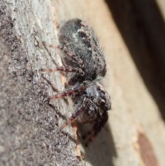 Servaea sp. (genus) (Unidentified Servaea jumping spider) at Mount Painter - 4 Nov 2019 by CathB