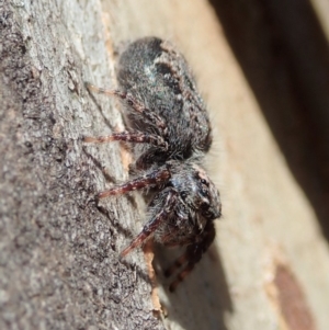 Servaea sp. (genus) at Dunlop, ACT - 4 Nov 2019 03:22 PM