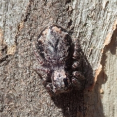 Servaea sp. (genus) at Dunlop, ACT - 4 Nov 2019