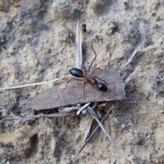 Camponotus consobrinus (Banded sugar ant) at Dunlop, ACT - 5 Nov 2019 by CathB
