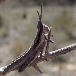 Coryphistes ruricola at Cook, ACT - 28 Oct 2019 02:52 PM