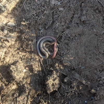 Aprasia parapulchella (Pink-tailed Worm-lizard) at Gundaroo, NSW - 7 Nov 2019 by MPennay