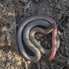 Aprasia parapulchella at Gundaroo, NSW - suppressed