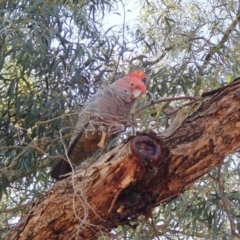 Callocephalon fimbriatum (Gang-gang Cockatoo) at Acton, ACT - 5 Nov 2019 by Laserchemisty