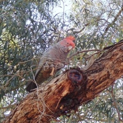 Callocephalon fimbriatum (Gang-gang Cockatoo) at Australian National University - 5 Nov 2019 by Laserchemisty
