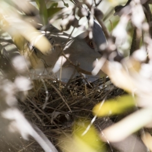 Ocyphaps lophotes at Michelago, NSW - 1 Sep 2019