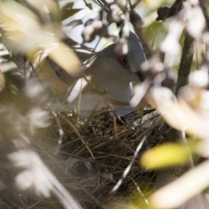 Ocyphaps lophotes at Michelago, NSW - 1 Sep 2019