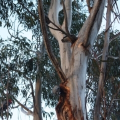 Callocephalon fimbriatum (Gang-gang Cockatoo) at Hughes, ACT - 7 Nov 2019 by LisaH