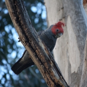 Callocephalon fimbriatum at Hughes, ACT - 7 Nov 2019