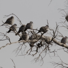 Ocyphaps lophotes (Crested Pigeon) at Michelago, NSW - 4 Aug 2019 by Illilanga