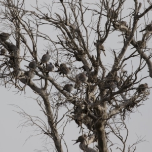 Ocyphaps lophotes at Michelago, NSW - 4 Aug 2019 03:48 PM