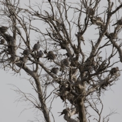 Ocyphaps lophotes at Michelago, NSW - 4 Aug 2019