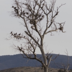 Ocyphaps lophotes at Michelago, NSW - 4 Aug 2019