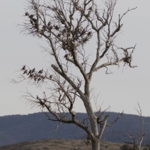 Ocyphaps lophotes at Michelago, NSW - 4 Aug 2019 03:48 PM