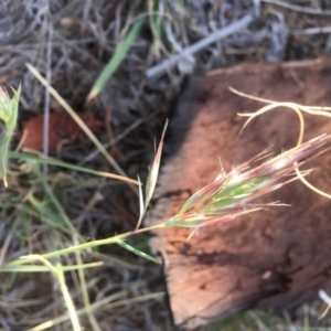 Rytidosperma sp. at Griffith, ACT - 7 Nov 2019