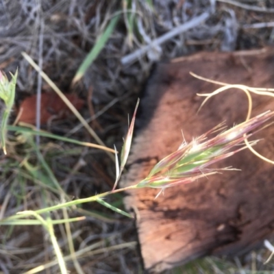 Rytidosperma sp. (Wallaby Grass) at Griffith Woodland - 7 Nov 2019 by AlexKirk