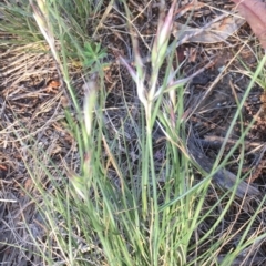 Rytidosperma sp. at Griffith, ACT - 7 Nov 2019 06:12 PM