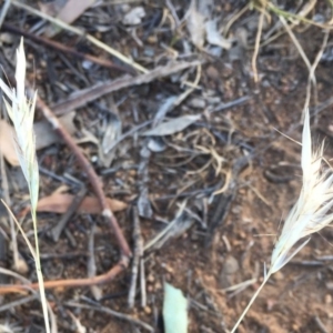 Rytidosperma sp. at Griffith, ACT - 7 Nov 2019 06:12 PM