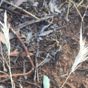 Rytidosperma sp. at Griffith, ACT - 7 Nov 2019