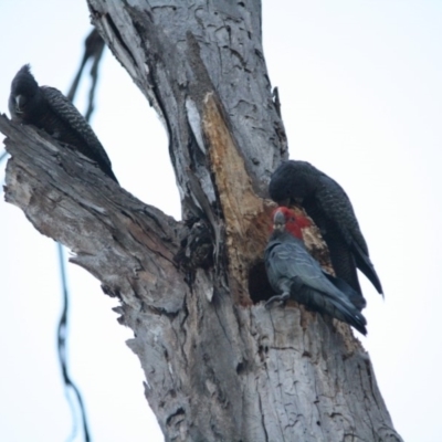 Callocephalon fimbriatum (Gang-gang Cockatoo) at Hughes Grassy Woodland - 7 Nov 2019 by LisaH