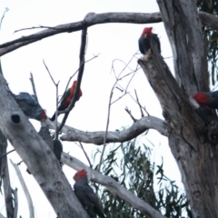 Callocephalon fimbriatum at Hughes, ACT - suppressed