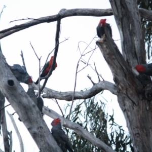 Callocephalon fimbriatum at Hughes, ACT - suppressed