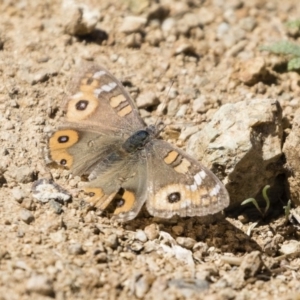 Junonia villida at Michelago, NSW - 30 Sep 2019 11:49 AM