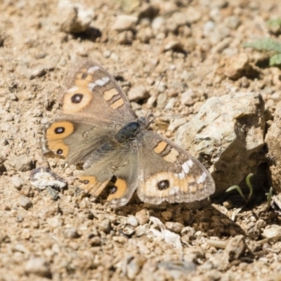 Junonia villida (Meadow Argus) at Michelago, NSW - 30 Sep 2019 by Illilanga