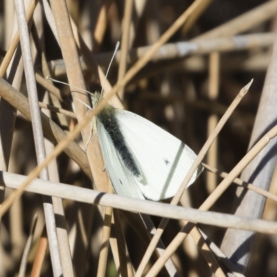 Pieris rapae (Cabbage White) at Michelago, NSW - 31 Aug 2019 by Illilanga