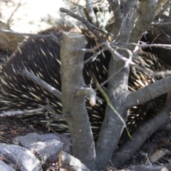 Tachyglossus aculeatus (Short-beaked Echidna) at Michelago, NSW - 7 Sep 2019 by Illilanga