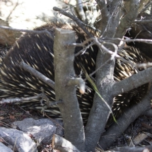 Tachyglossus aculeatus at Michelago, NSW - 7 Sep 2019