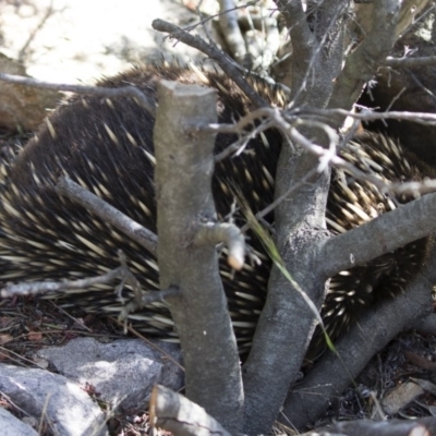 Tachyglossus aculeatus (Short-beaked Echidna) at Michelago, NSW - 7 Sep 2019 by Illilanga