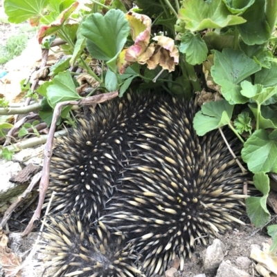 Tachyglossus aculeatus (Short-beaked Echidna) at Illilanga & Baroona - 11 Oct 2019 by Illilanga