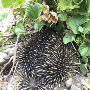 Tachyglossus aculeatus at Michelago, NSW - 11 Oct 2019