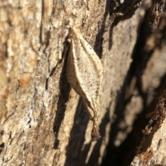 Hyalarcta nigrescens (Ribbed Case Moth) at Michelago, NSW - 7 Jul 2019 by Illilanga