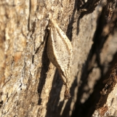 Hyalarcta nigrescens (Ribbed Case Moth) at Michelago, NSW - 6 Jul 2019 by Illilanga