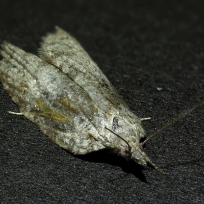 Isotenes miserana (Orange Fruit Borer) at Kambah, ACT - 31 Oct 2019 by Marthijn