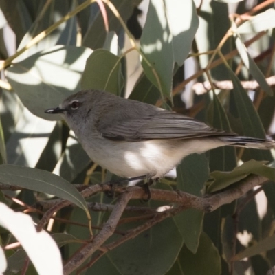 Gerygone fusca (Western Gerygone) at Michelago, NSW - 28 Sep 2019 by Illilanga