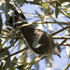 Gerygone fusca at Michelago, NSW - 28 Sep 2019 04:27 PM