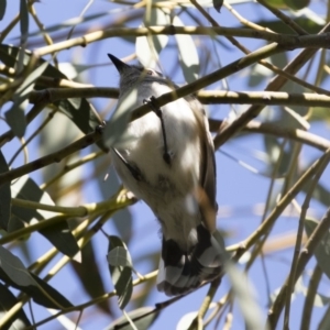 Gerygone fusca at Michelago, NSW - 28 Sep 2019