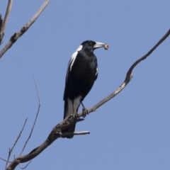 Gymnorhina tibicen (Australian Magpie) at Michelago, NSW - 29 Sep 2019 by Illilanga