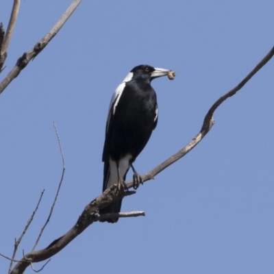 Gymnorhina tibicen (Australian Magpie) at Michelago, NSW - 29 Sep 2019 by Illilanga
