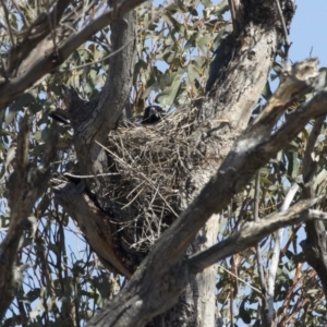 Gymnorhina tibicen at Michelago, NSW - 29 Sep 2019