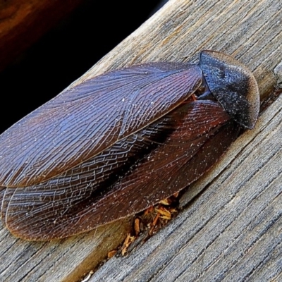 Laxta granicollis (Common bark or trilobite cockroach) at Crooked Corner, NSW - 6 Nov 2019 by Milly
